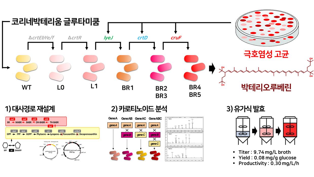 Professor Myungji Seo’s Research Team at Incheon National University Succeeds in World’s First Production of Bacterioruberin—A High-Value Antioxidant Compound—Using Industrial Microorganisms through Synthetic Biology and Precision Fermentation 대표이미지